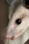 Possum portrait