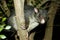 Possum up a tree