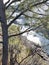 Post Falls Waterfall Through Pine Trees