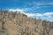 Post Fire Pinyon Juniper Community