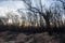 Post-fire vegetation with sunset in the background