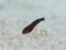 Post larval fish. CuraÃ§ao, Lesser Antilles, Caribbean