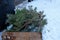 Post-New Year\\\'s Cleanup: Discarded Christmas Trees