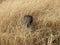 A Post Surrounded by Tall Prairie Grasses