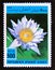 Postage stamp Afghanistan 1997. Cape Blue Water lily Nymphaea capensis Aquatic Plant flower