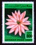 Postage stamp Afghanistan 1997. India Red Water lily Nymphaea rubra Aquatic Plant flower