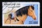 Postage stamp Afghanistan 1999. Paso Fino horse breed Equus ferus caballus