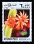 Postage stamp Afghanistan 1999. Rat tail Cactus Hildewintera aureispina cacti cactus flower