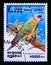 Postage stamp Afghanistan, 1999. Senegal Parrot Poicephalus senegalus bird