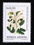 Postage stamp Argentina, 1984. Pata de Vaca Bauhinia candicans flower