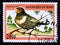 Postage stamp Benin, 1997. Ring Ousel Turdus torquatus bird