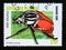 Postage stamp Benin, 2000. Goliath Beetle Goliathus druryii insect