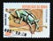 Postage stamp Benin, 2000. Weevil Eupholus bennetti insect