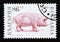 Postage stamp Bulgaria 1991. Domestic Pig Sus scrofa domestica