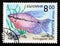 Postage stamp Bulgaria 1993. Pearl Gourami fish Trichogaster leeri