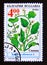 Postage stamp Bulgaria, 1995. Spinach plant Spinacia oleracea