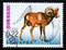 Postage stamp Bulgaria 2000, Argali, Ovis ammon ammon