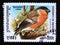 Postage stamp Cambodia, 1999. Eurasian Bullfinch Pyrrhula pyrrhula bird