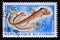 Postage stamp Congo Republic Brazzaville, 1961. Sloane`s Viperfish Chauliodus sloani