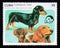 Postage stamp Cuba 1992. Various Dachshund Canis lupus familiaris dog breed