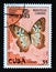 Postage stamp Cuba, 1993. White Peacock Anartia jatrophae guantanamo butterfly