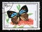 Postage stamp Cuba, 2000. Wonderful Hairstreak Chrysozephyrus ataxus butterfly