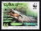 Postage stamp Cuba 2003, Cuban Crocodile, Crocodylus rhombifer