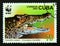Postage stamp Cuba, 2003. Cuban Crocodile Crocodylus rhombifer
