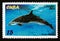 Postage stamp Cuba 2004. Pantropical Spotted Dolphin Stenella attenuata fish