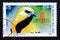 Postage stamp Cuba, 2011. Yellow Oriole Icterus nigrogularis bird