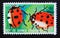 Postage stamp Equatorial Guinea, 1978. Ladybug Coccinellidae insect