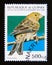 Postage stamp Guinea, 1995. Atlantic Canary Serinus canaria bird