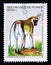 Postage stamp Guinea, 1995. Grivet Cercopithecus aethiops monkey