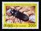 Postage stamp Guinea, 1998. Yellow Mealworm Beetle Tenebrio molitor insect