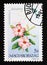 Postage stamp Hungary, Magyar, 1991. Shining Mandevilla Mandevilla splendens flower america