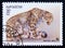 Postage stamp Kyrgyzstan 1994, Sitting Snow Leopard, Panthera uncia
