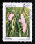 Postage stamp Laos, 1996. Aerides multiflorum orchid flower