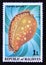 Postage stamp Maldives, 1979. Great Spotted Cowrie Cypraea guttata Sea Shell
