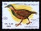 Postage stamp Nicaragua, 1990. Weka Gallirallus australis bird