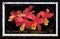Postage stamp North Korea, 1984. Cattleya loddigesii flower