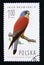 Postage stamp Poland, 1975. Lesser Kestrel Falco naumanni bird of prey