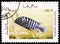 Postage stamp printed in Afghanistan shows Green Fin Cichlid (Cichlasoma nigrofasciatum), Fish serie, circa 1986