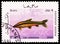 Postage stamp printed in Afghanistan shows Striped Headstander (Anostamus anostomus), Fish serie, circa 1986