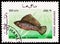 Postage stamp printed in Afghanistan shows Yucatan Molly (Poecilia velifera), Fish serie, circa 1986