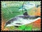Postage stamp printed in Belgium shows Porpoise, Endangered Mammals serie, circa 2017