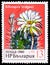 Postage stamp printed in Bulgaria shows Echinopsis bridgesii, Cactuses (1980) serie, circa 1980