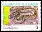 Postage stamp printed in Bulgaria shows Turkish Javelin Sandboa (Eryx jaculus turcicus), Snakes serie, circa 1989