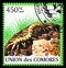 Postage stamp printed in Comoros shows Megarian Banded Centipede Scolopendra cingulata, Centipedes serie, circa 2009