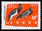 Postage stamp printed in Congo shows Abdim`s Stork Ciconia abdimii, Protected Birds serie, circa 1963