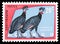 Postage stamp printed in Congo shows Crested Guineafowl Guttera pucherani, Protected Birds serie, circa 1963